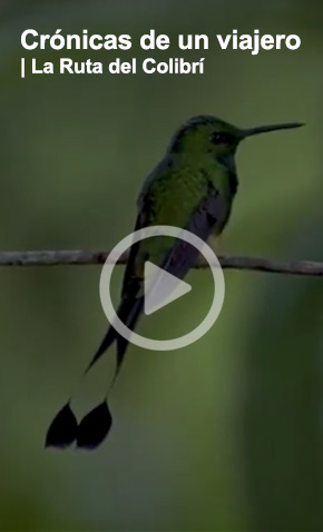 Ver Video Crónicas | La Ruta del Colibrí